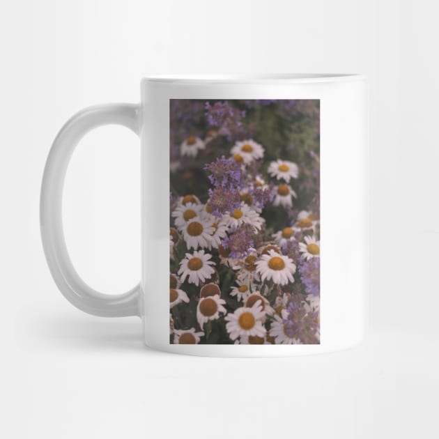 Field of daisies/camomile by artofnella